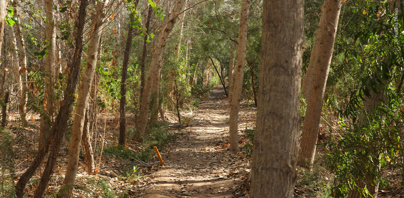 Sendero en el bosque de Miguel Alemán