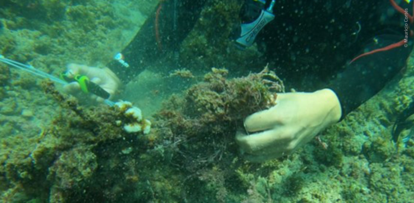 Limpieza de arrecife