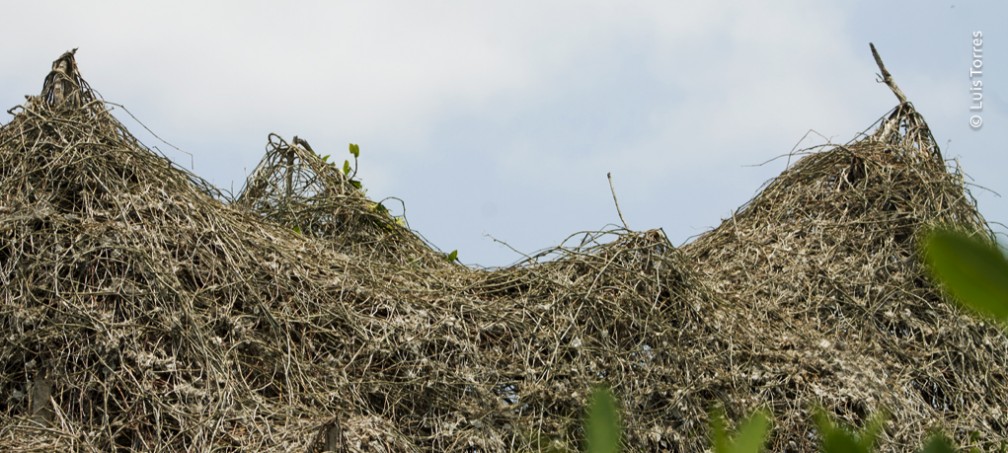 Enredadera Tripa de Zopilote, extendida sobre la copa de los mangles.
