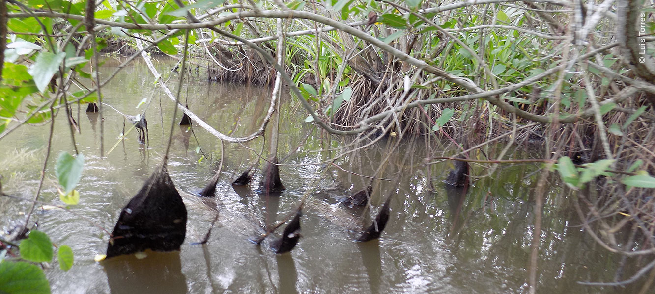 Raíces de la enredadera Tripa de Zopilote