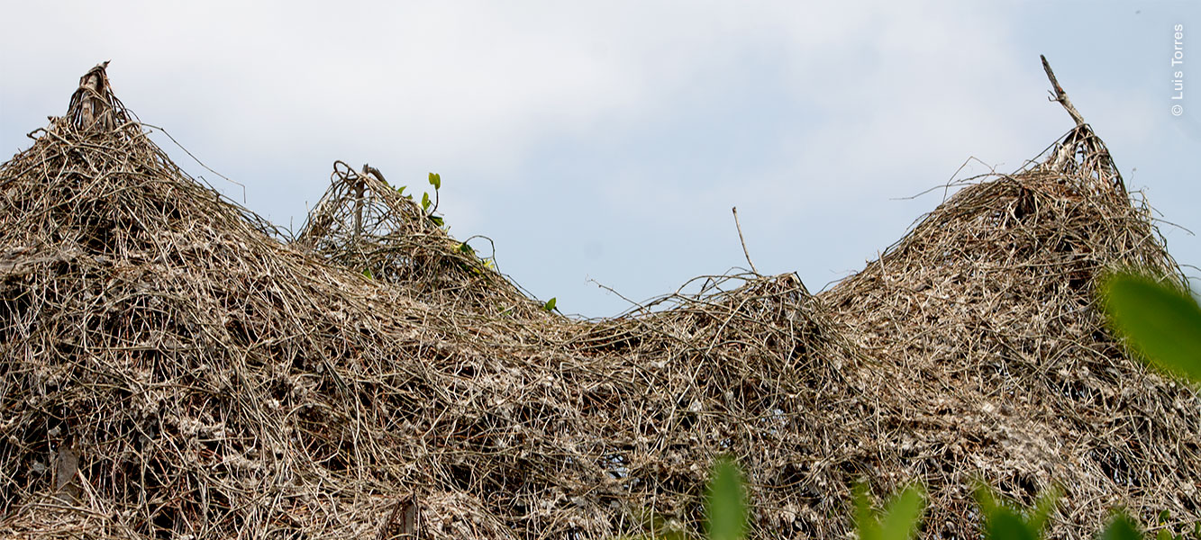 Enredadera Tripa de Zopilote, extendida sobre la copa de los mangles.