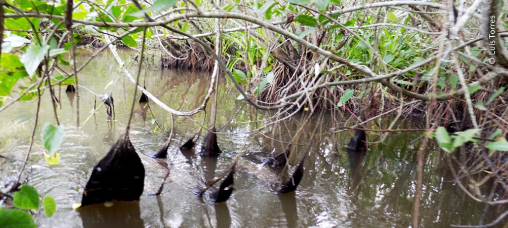 Raíces de la enredadera Tripa de Zopilote