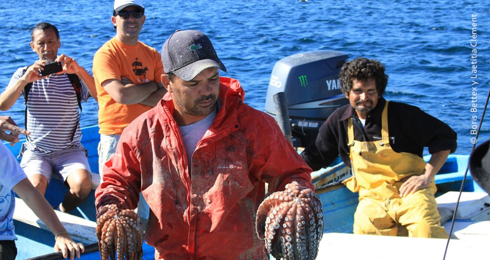 Captura de Pulpo, Bahía de los Ángeles, Baja California. 