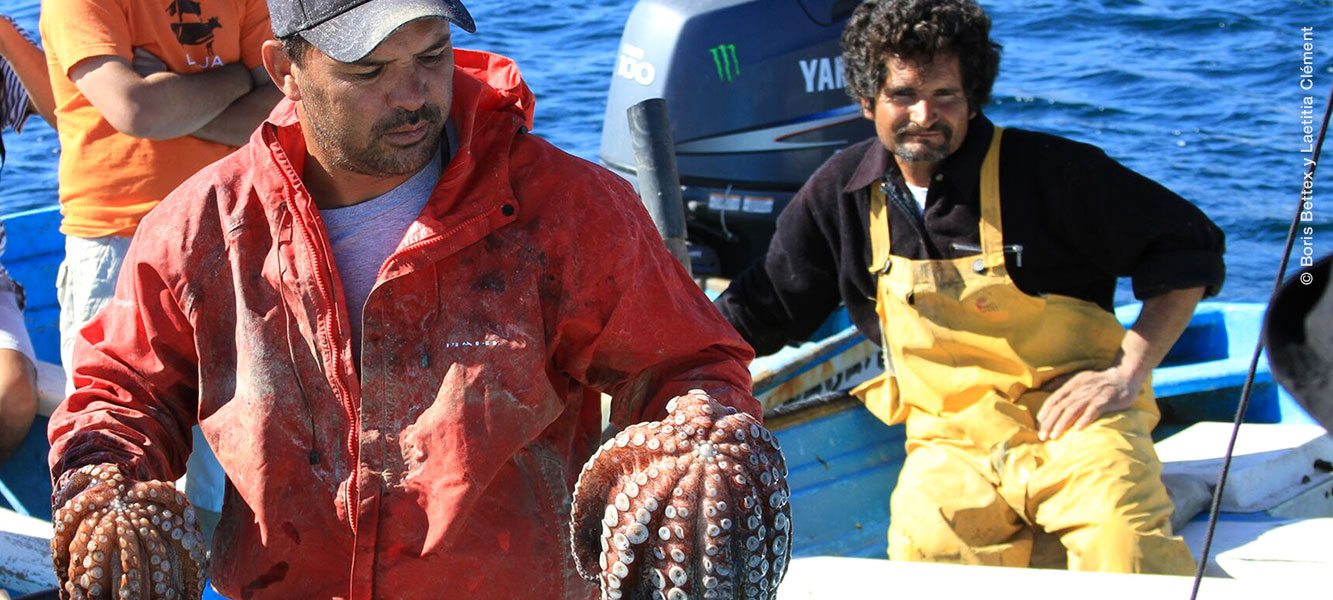 Captura de Pulpo, Bahía de los Ángeles, Baja California. 