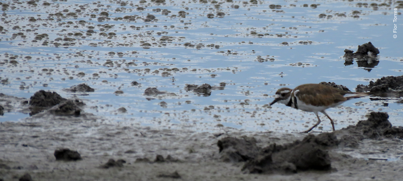 Ave playera: Chorlo tildío  o Chorlo gritón (Charadrius vociferus) en Laguna Babícora, Chihuahua.