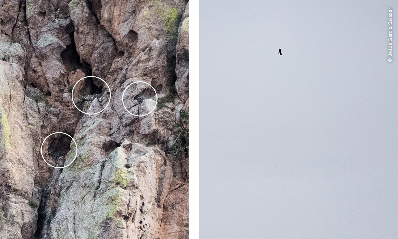 En el risco se indican tres estructuras de nido utilizadas por Águilas Reales. y se observa un ejemplar en vuelo.