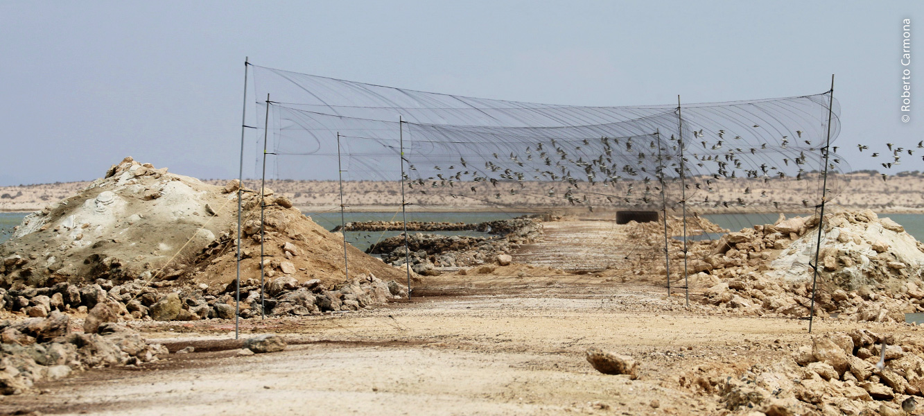 Captura de aves playeras migratorias con redes de niebla para investigación, en Guerrero Negro.