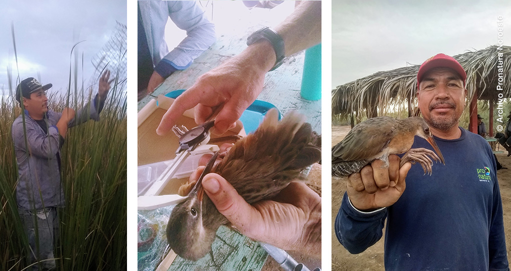 Captura y colocación de Palmoteadores de Yuma por trabajadores de campo de Pronatura Noroeste