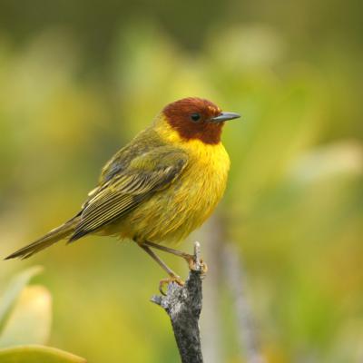 Conservación de Aves
