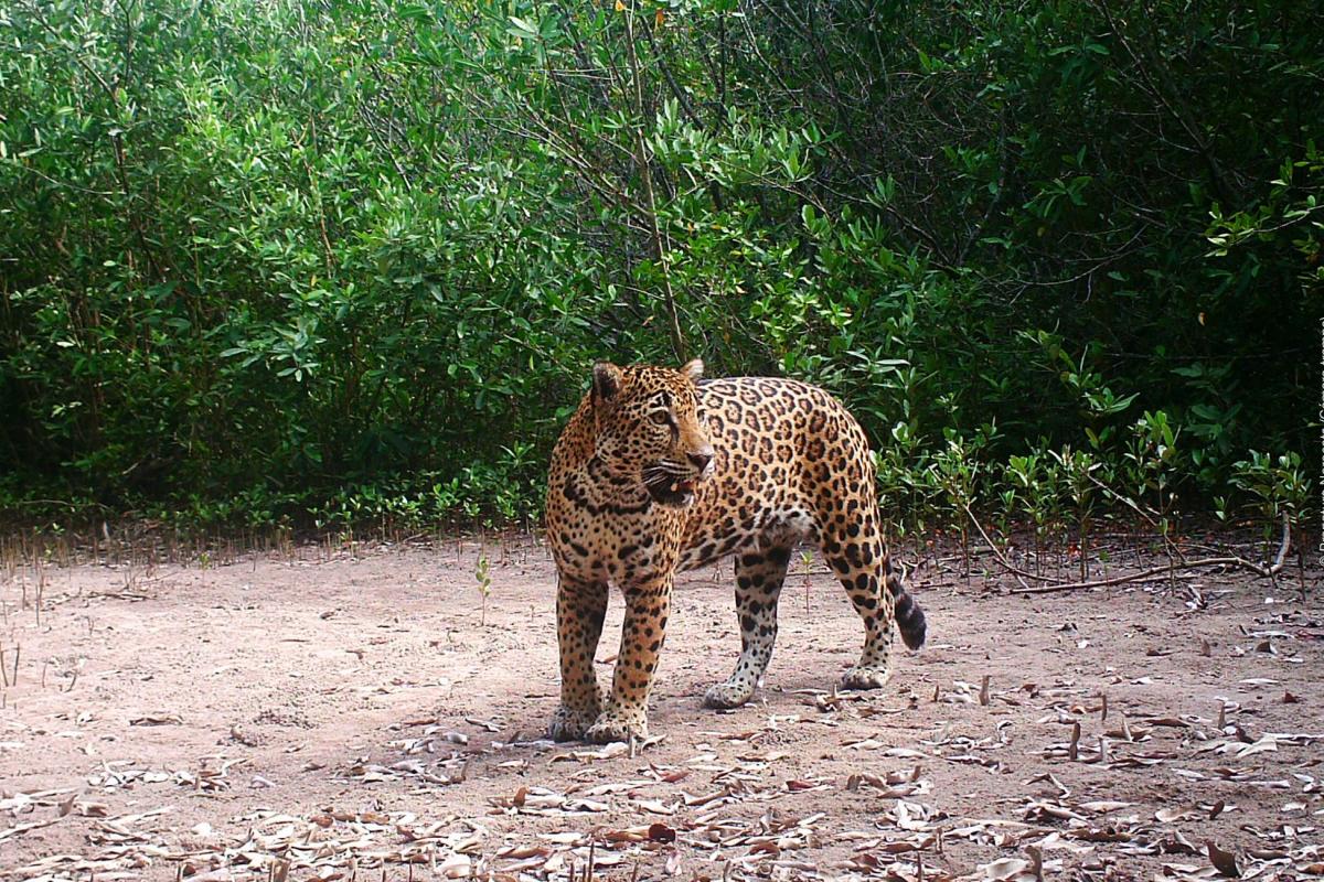 Jaguar capturado por cámara trampa en La Papalota