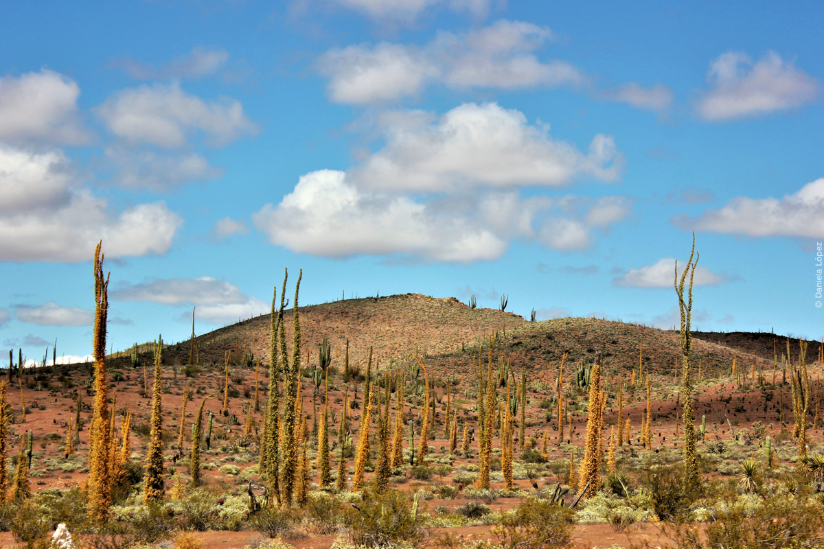 Paisaje en Valle de los Cirios, tomada por Daniela López.