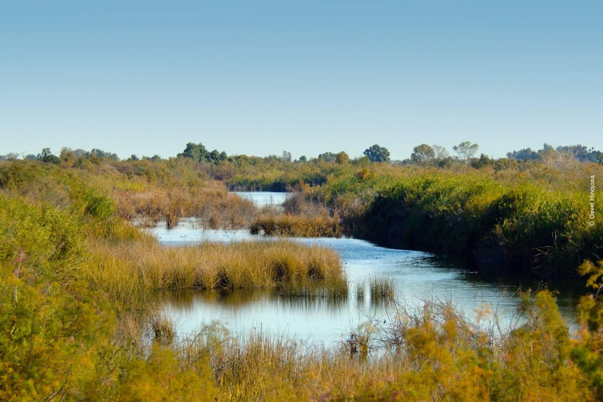 Humedales del Delta del Río Colorado. Foto por Osvel Hinojosa.