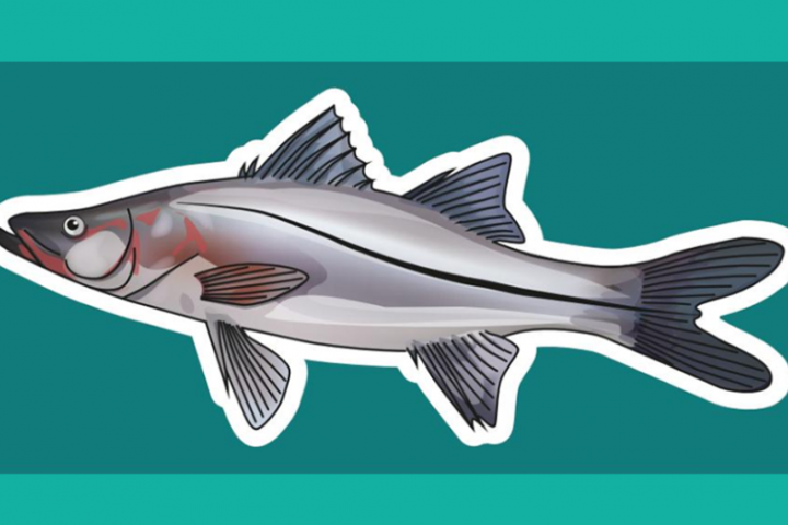 Ilustración de Robalo garabato