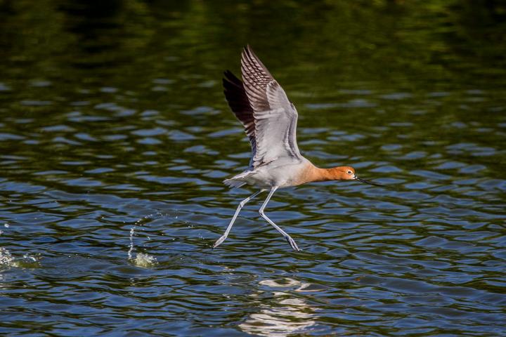 Ave playera sobrevolando la laguna de Las Arenitas. Foto por TNC