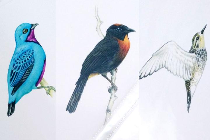 Dibujos de aves en un stand del congreso. IX Congreso de Ornitología Neotropical en Costa Rica.