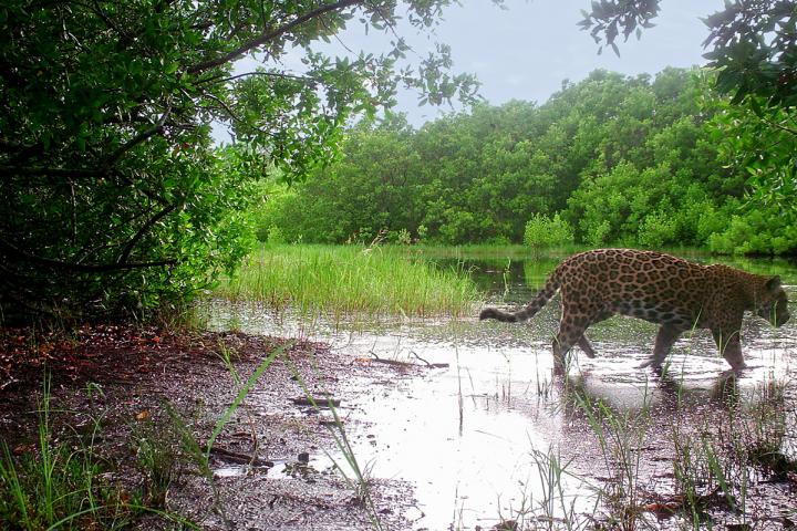 Jaguar, imagen de cámara trampa