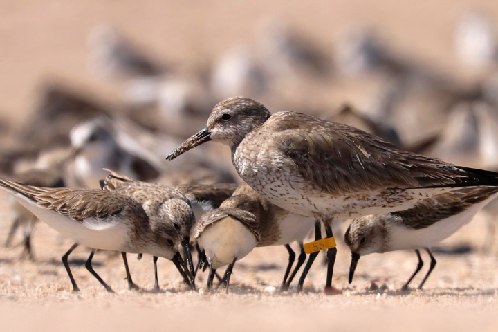 Banded shorebirds 