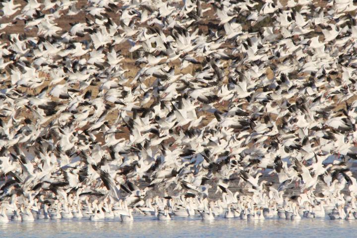 Parvada Gansos blancos en Laguna Babícora