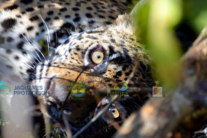 Jaguar mientras le colocan collar GPS