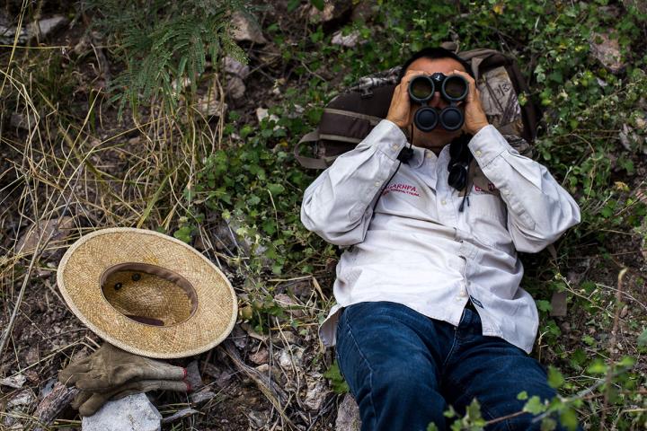 Experto en observación de aves en búsqueda de Águila Real