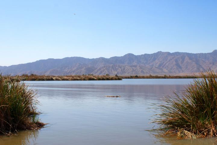 Las Arenitas artificial wetland canal in Mexicali, B.C.
