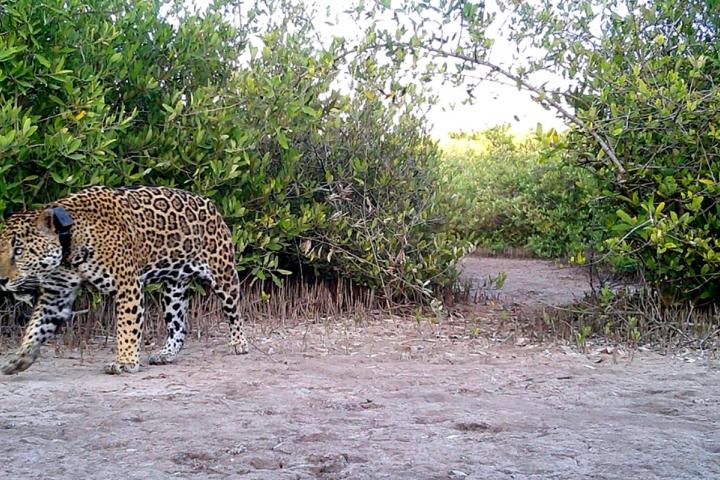 Jaguar en La Papalota
