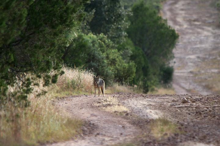 Coyote en vereda de La Michilía, Durango.