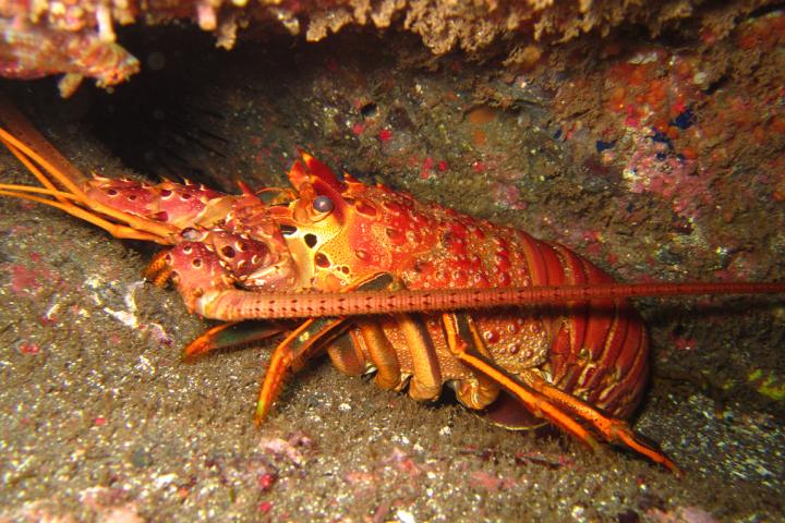 Langosta en cueva. Foto de Nadia Olivares.