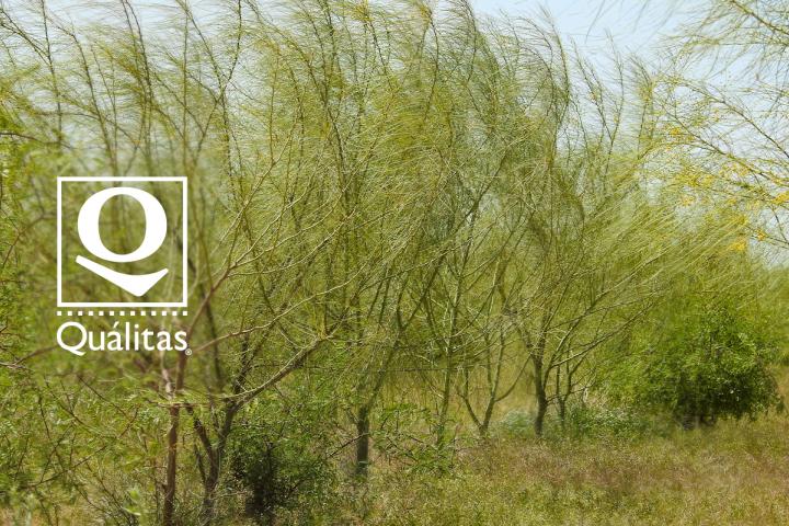 Área reforestada con Palo Verde. Miguel Alemán. Foto de Jesús Eliana Rodríguez.