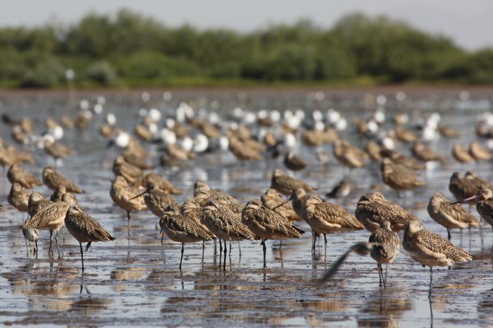 Parvada de picopando canelo.