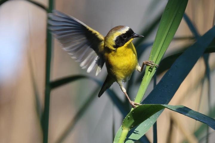 Mascarita peninsular aleteando de pie en una hierba.
