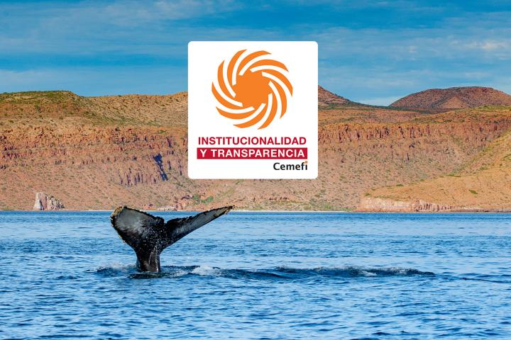 Cola de ballena Megaptera Novaengliae sobresaliendo del mar en La Paz, Baja California Sur (al fondo) y Certificado de Institucionalidad y Transparencia de CEMEFI - Foto de Ramiro Arcos Aguilar.