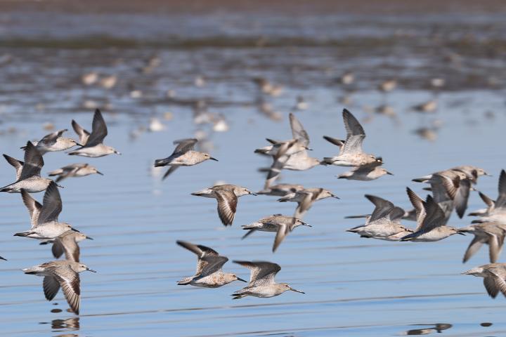 Playeros Rojizos en Yavaros.