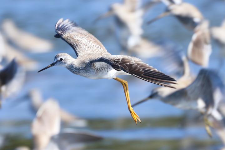 Patamarilla menor (Tringa flavipes), especie poco común en Yavaros-Moroncarit.