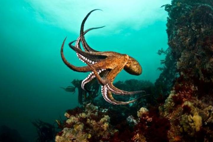 Foto submarina de pulpo en arrecife