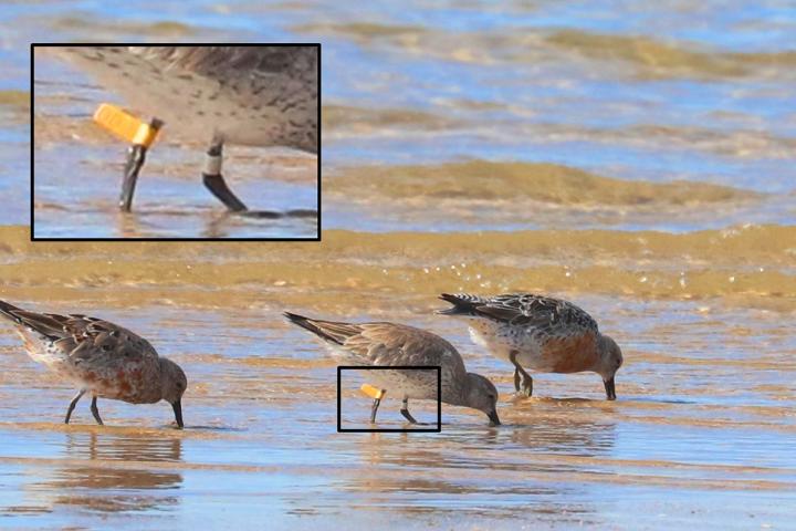 Playero Rojizo con etiqueta 000