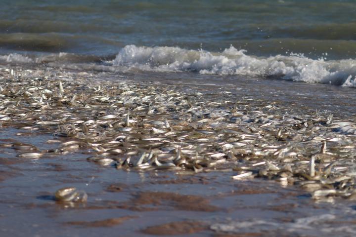 Desove de pejerrey en costa de Golfo de Santa Clara