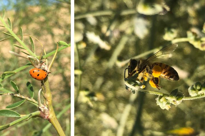 Polinizadores en San Luis Río Colorado