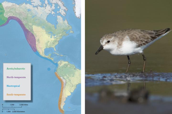 Pacific Shorebird Conservation Initiative maps