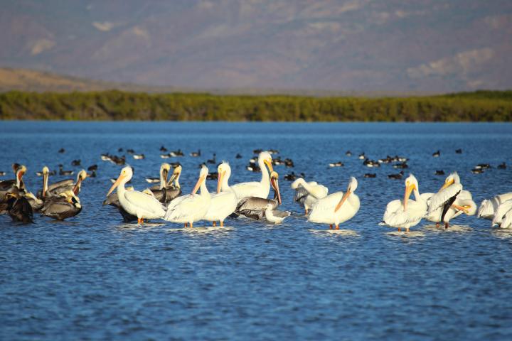 Pelícanos en un humedal de La Bocana