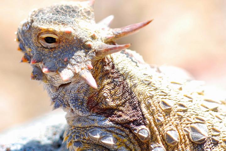 Reptil del desierto. Fernando Ochoa.