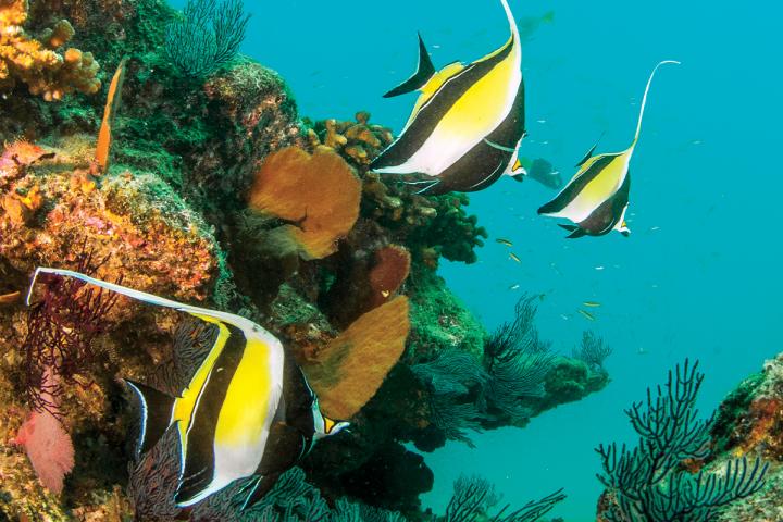 Peces en arrecife de Cabo Pulmo. Fotografía de Gustavo D. Danemann