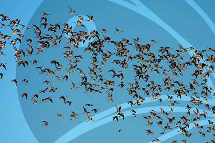 Parvada de aves playeras en Guerrero Negro. Fotografía por Víctor Ayala.