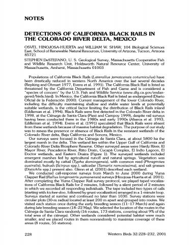 Detections of California black rails in the Colorado River Delta, Mexico