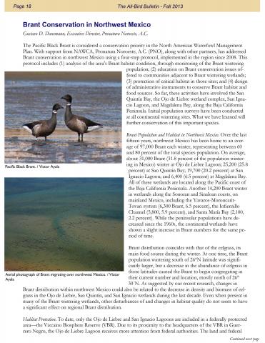 Brant Conservation in Northwest Mexico