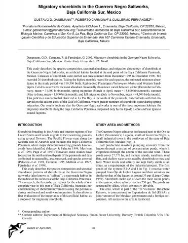 Migratory shorebirds in the Guerrero Negro Saltworks, Baja California Sur, Mexico