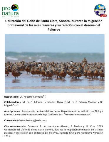Utilización del Golfo de Santa Clara, Sonora, durante la migración primaveral de las aves playeras y su relación con el desove del Pejerrey