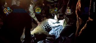 Equipo colocando el collar GPS a uno de los ejemplares de Jaguar.