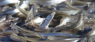 Pejerrey / Gulf Grunion 