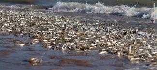 Desove de Pejerrey / Gulf Grunion spawning